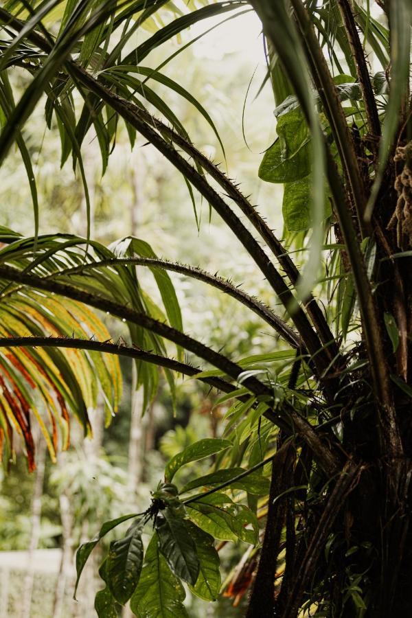 Villa Mist At Cape Tribulation Exterior foto