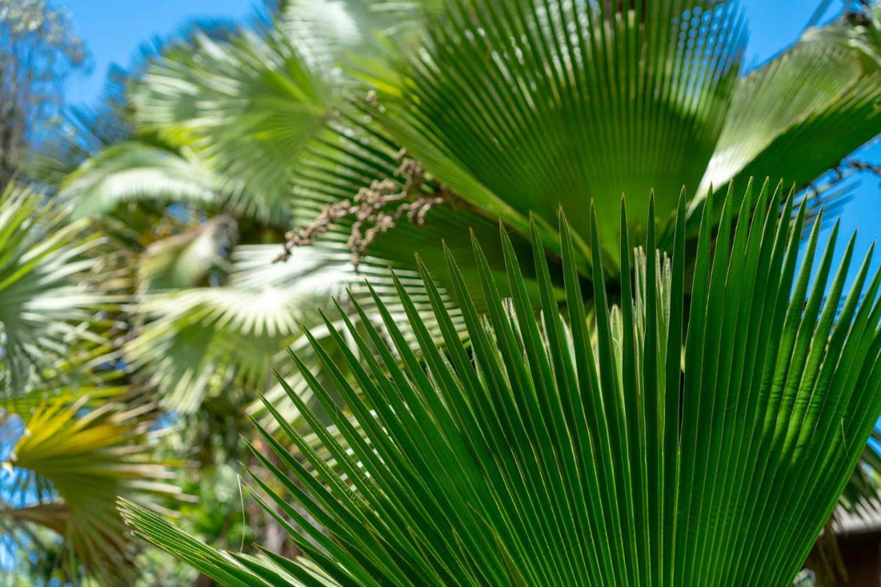 Villa Mist At Cape Tribulation Exterior foto